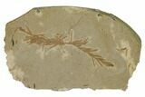 Dawn Redwood (Metasequoia) Fossil - Montana #165230-1